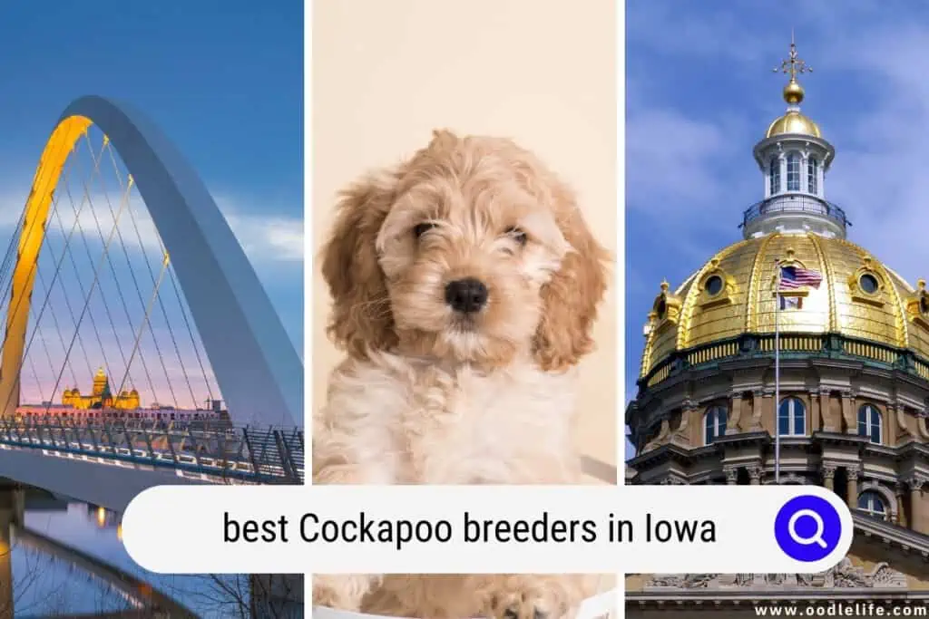 Cockapoo breeders in Iowa