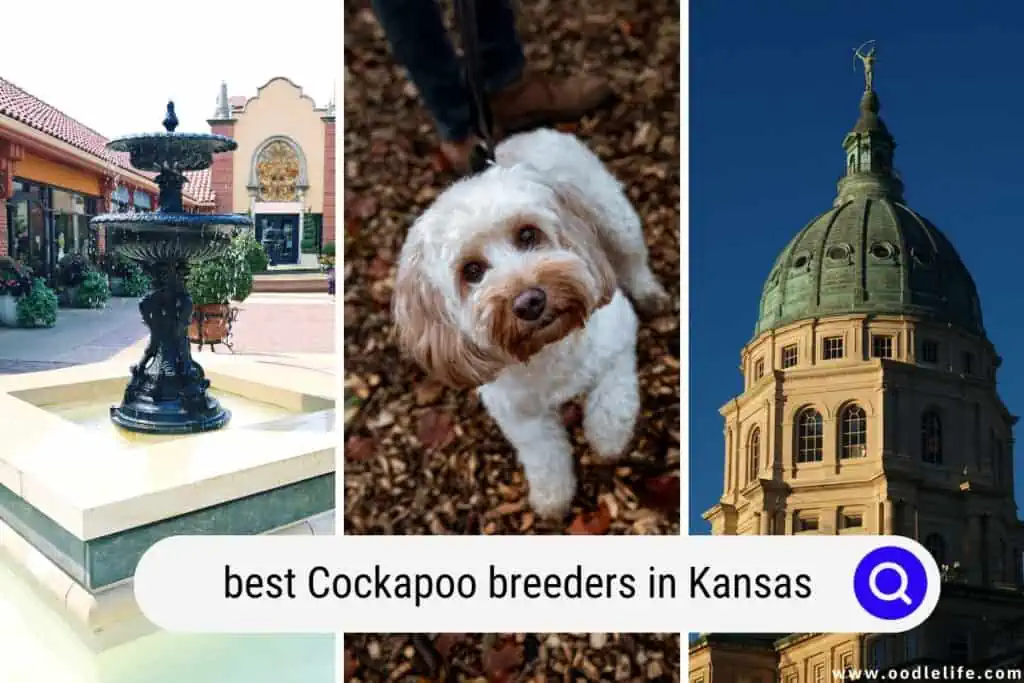Cockapoo breeders in Kansas