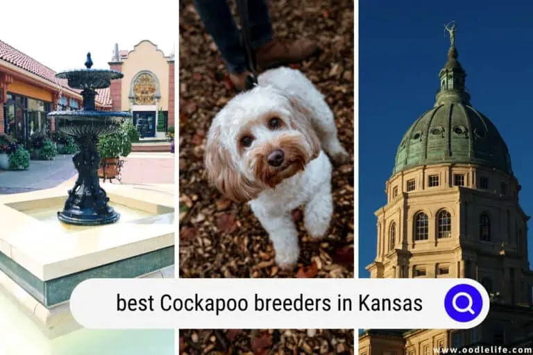 Best Cockapoo Breeders In Kansas (2024 Update)