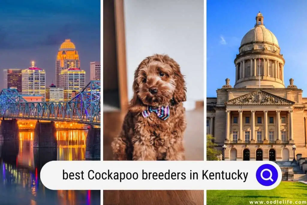 Cockapoo breeders in Kentucky