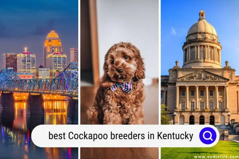 Best Cockapoo Breeders in Kentucky (2024 Update)