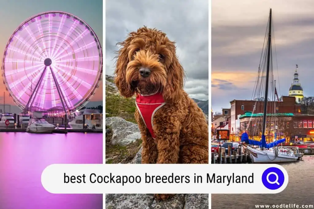 Cockapoo breeders in Maryland