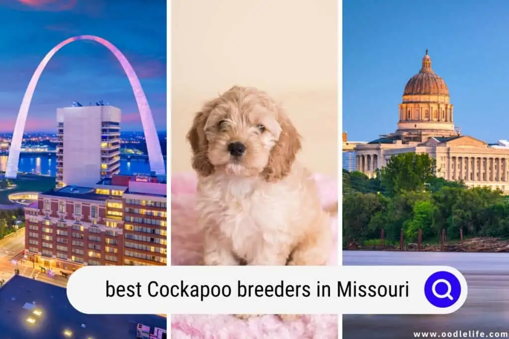 Cockapoo breeders in Missouri