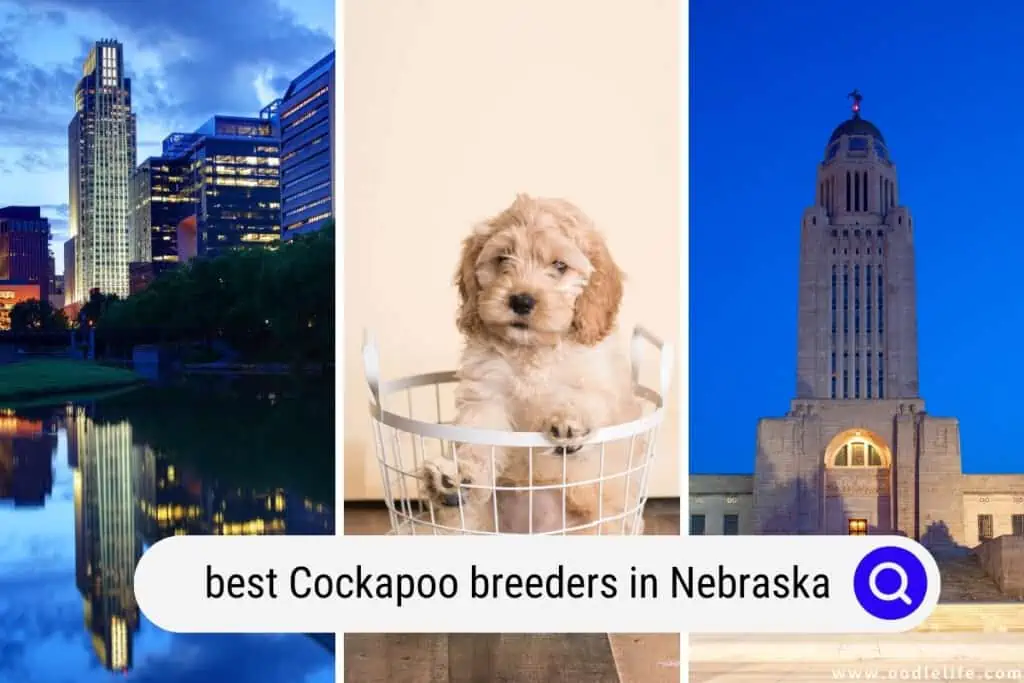 Cockapoo breeders in Nebraska