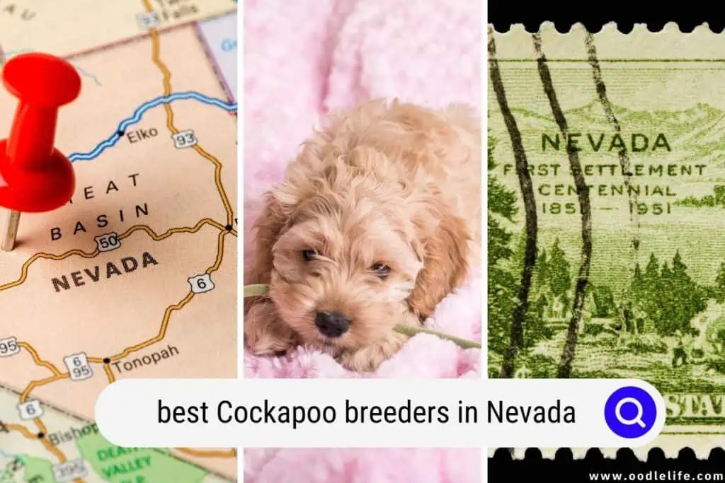 Cockapoo breeders in Nevada