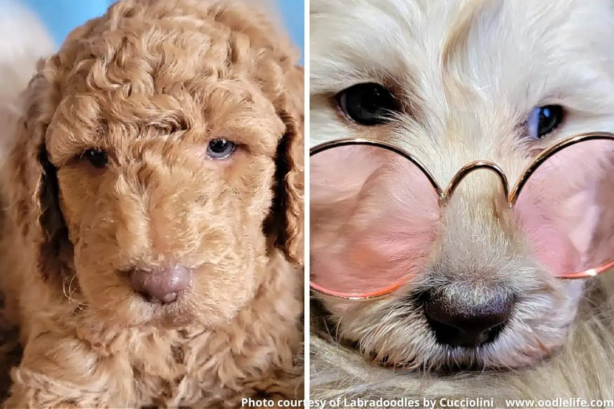 Perfect labradoodle puppy pair. Photo courtesy of Labradoodles by Cucciolini in Ontario.