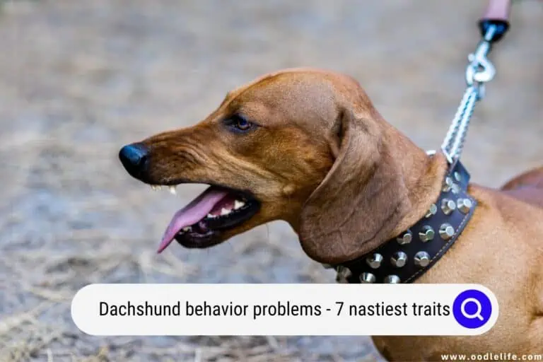 Dachshund Behavior Problems (7 Nastiest Traits)