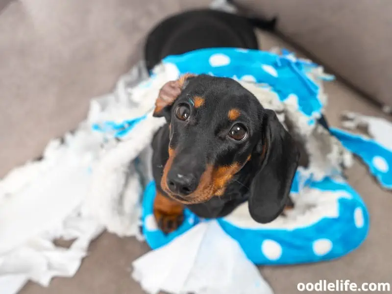 Dachshund chewed home slippers