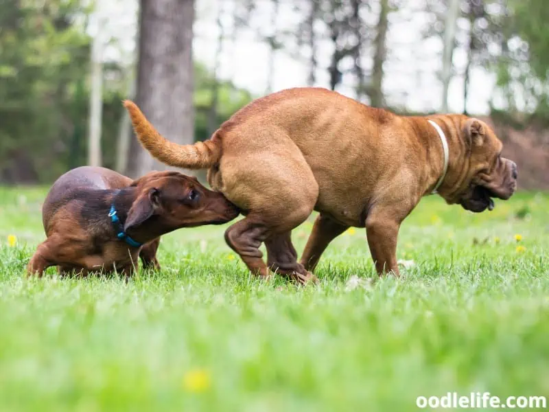 Dachshund smells a dog