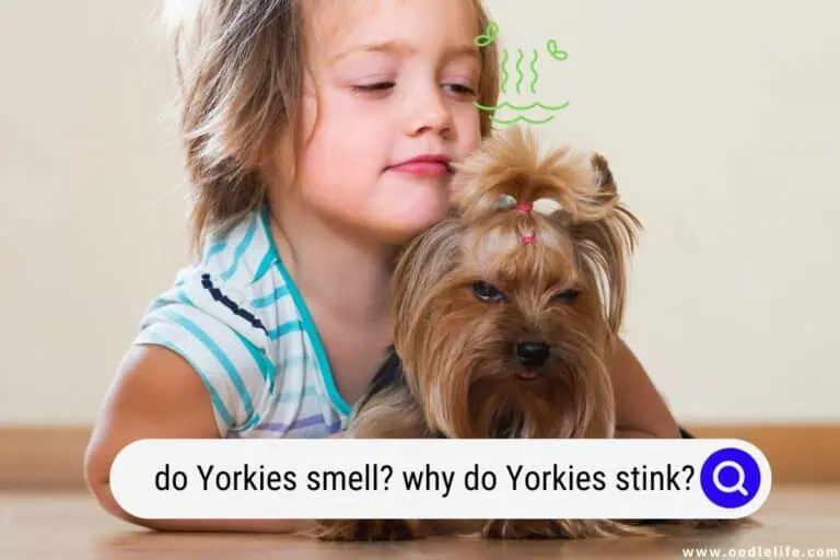 Do Yorkies Smell? Why Do Yorkies Stink?