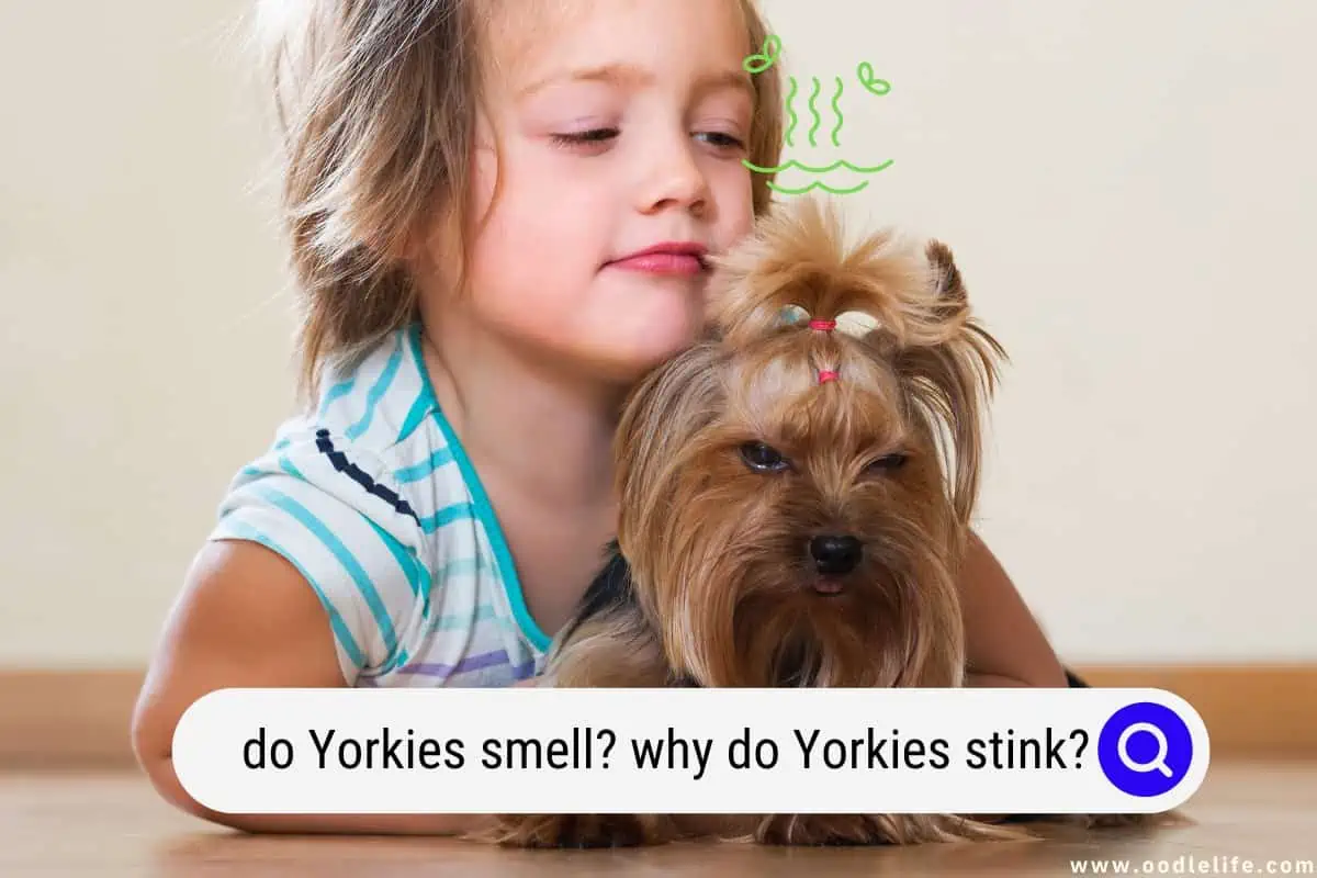 do Yorkies smell