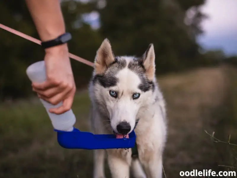 dog drinks a clean water