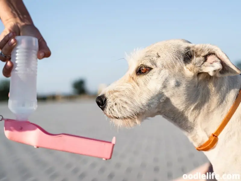 dog drinks from the bottle