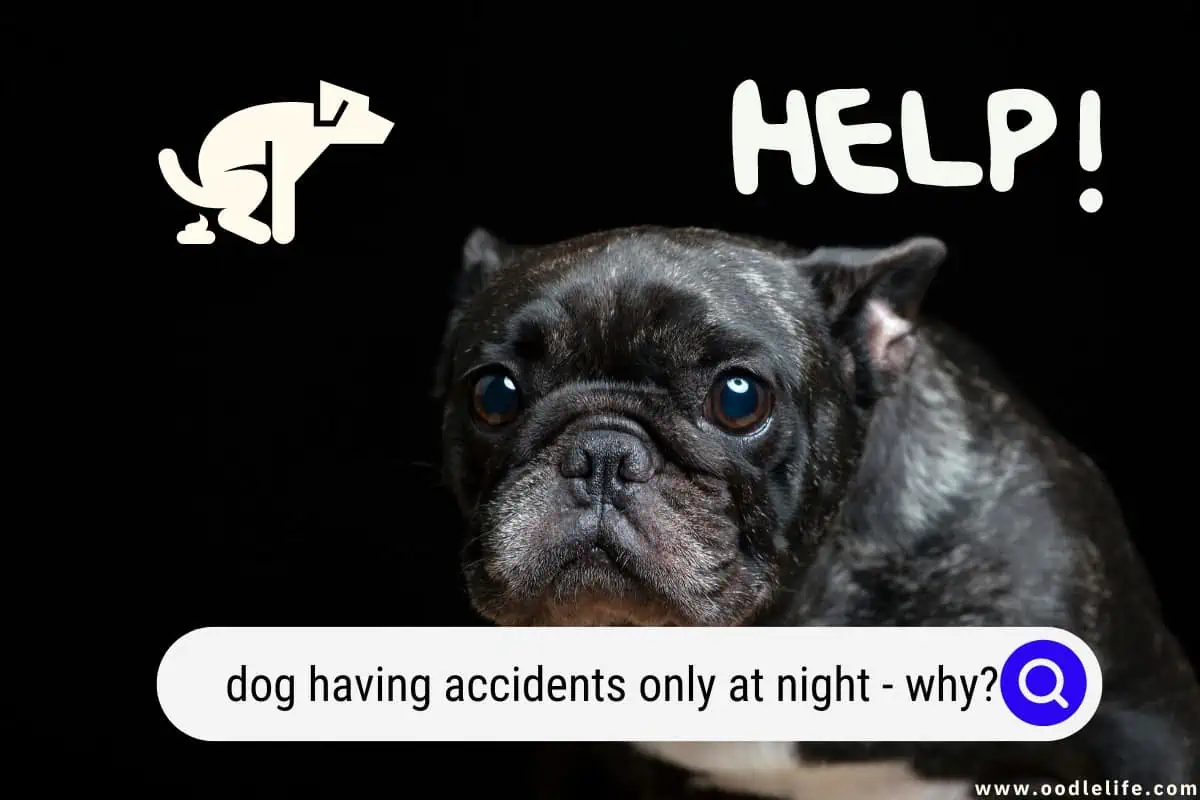 dog having accidents only at night