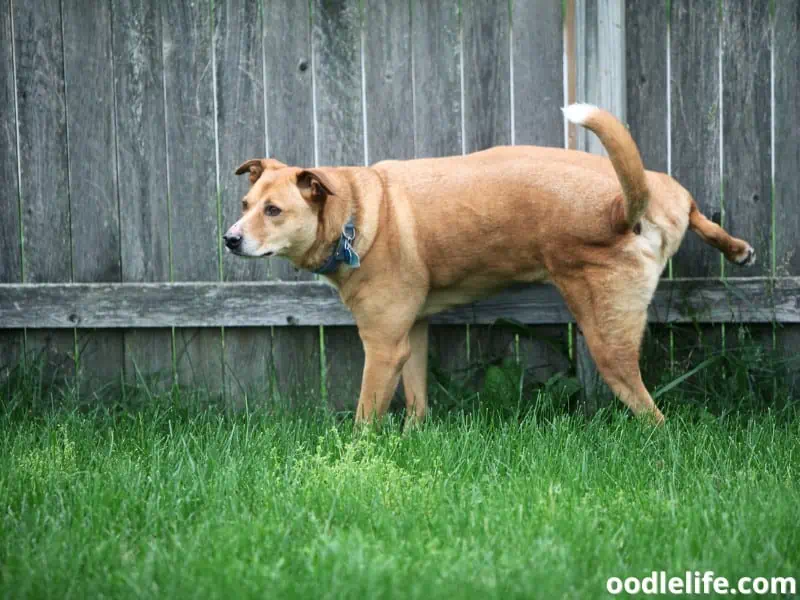 dog pees on the fence