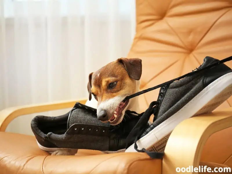 dog plays with shoes