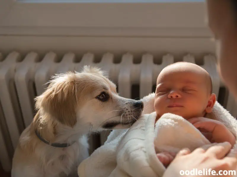 dog sniffs baby girl