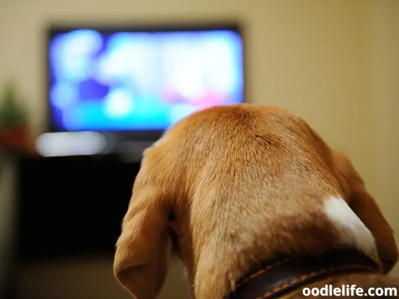 dog watching tv seriously