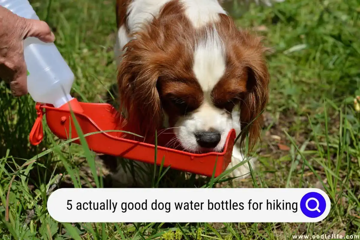 dog water bottles for hiking
