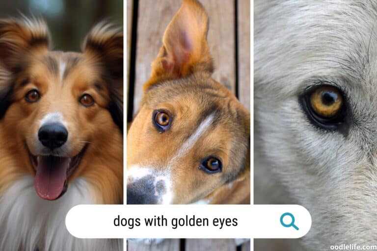 15 Dogs with Gold Eyes (Amber Eyes) + Breed Photos