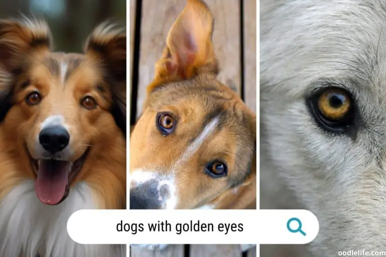 15 Dogs with Gold Eyes (Amber Eyes) + Breed Photos