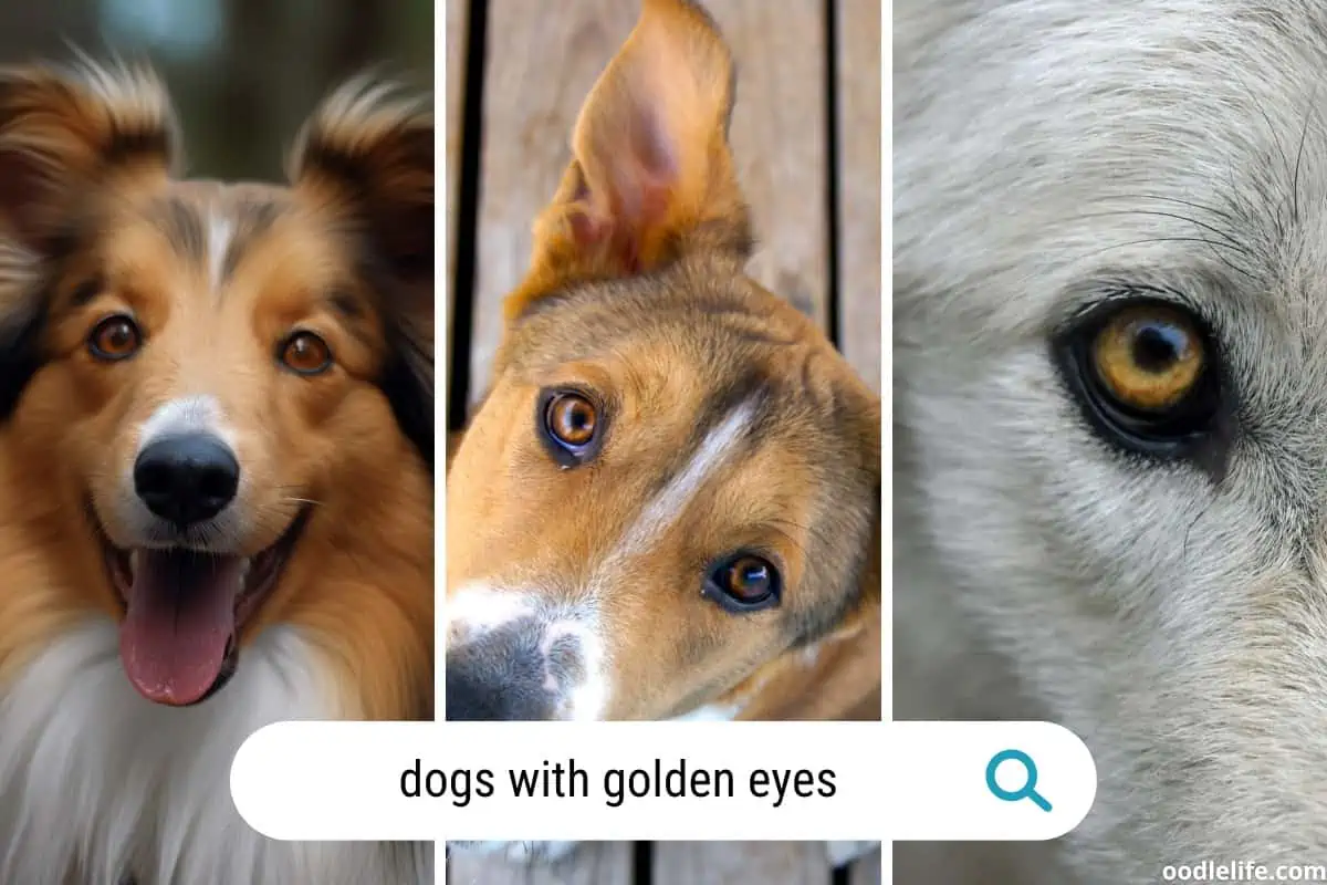 15 breeds of dogs with Gold eyes. Amber and gold are the same and used interchangeably.