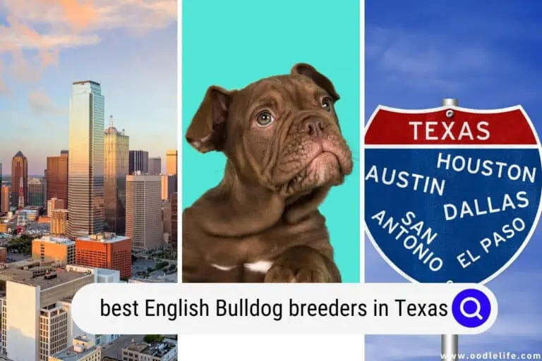 7 Best English Bulldog Breeders in Texas (2024 Update)