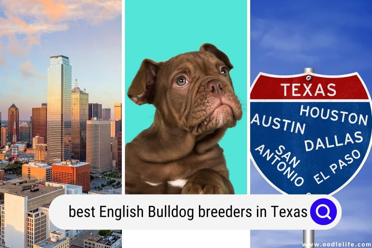 7 Best English Bulldog Breeders In Texas (2024 Update) Oodle Life