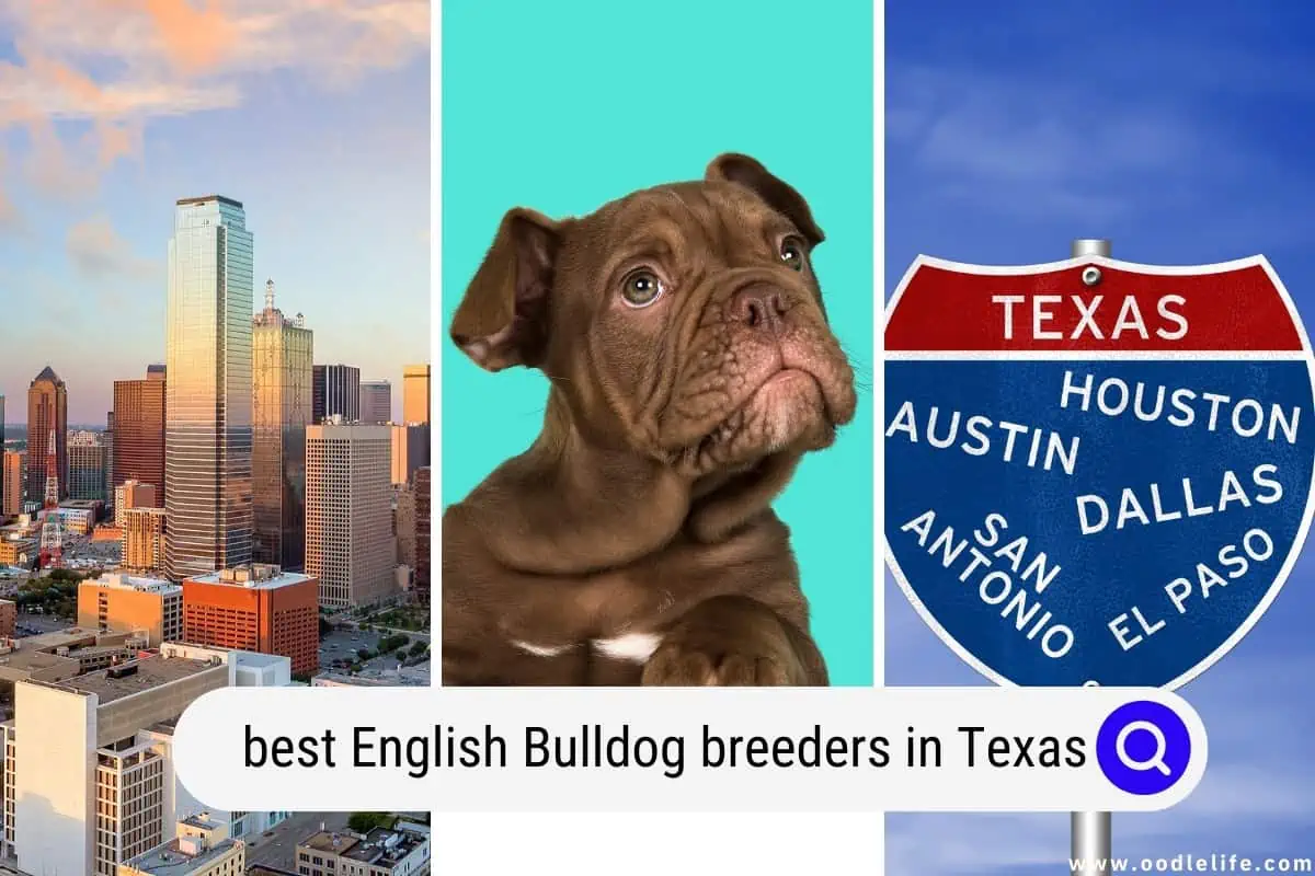 English Bulldog breeders in Texas