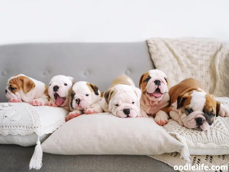 English Bulldog puppies lay on pillows