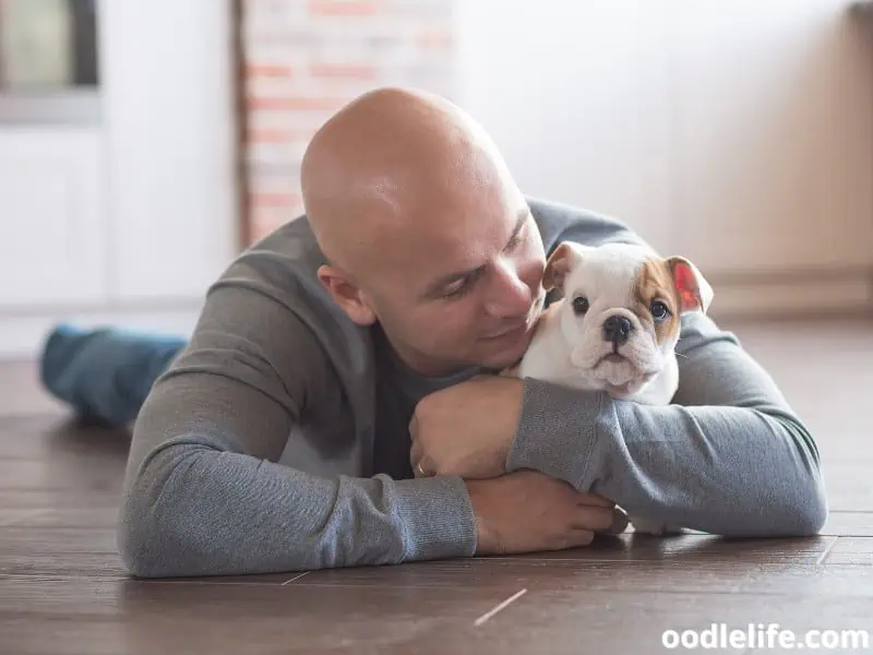 English Bulldog puppy being hugged