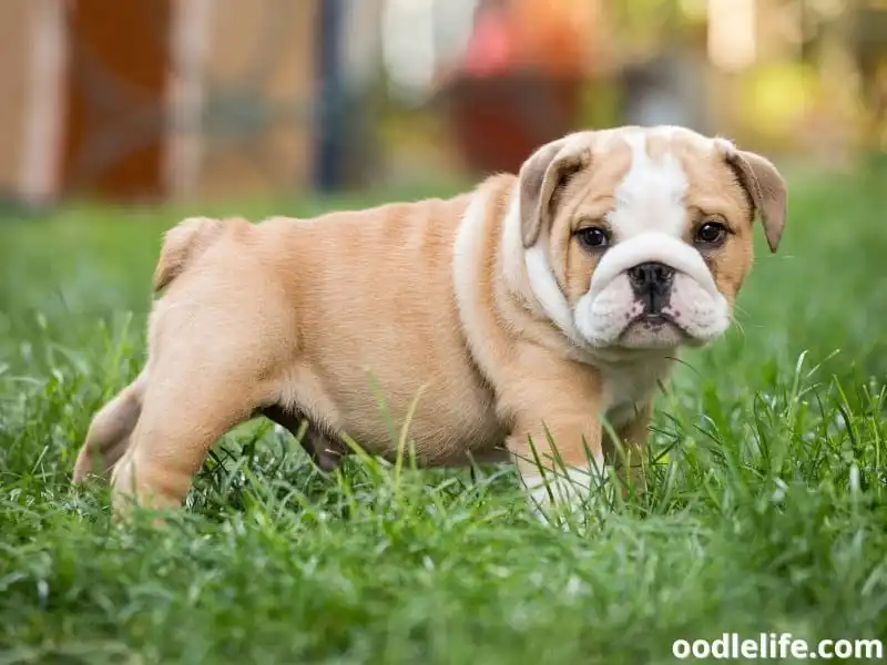 English Bulldog puppy stands alone