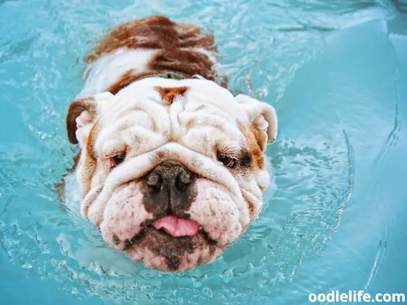 English Bulldog swims on a clean water