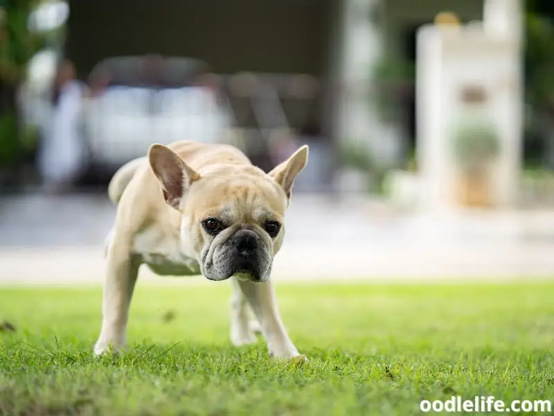 French Bulldog pees and looks at his owner