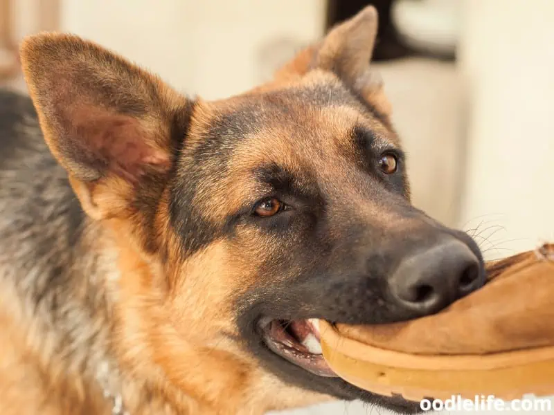 German Shepherd bites a shoe