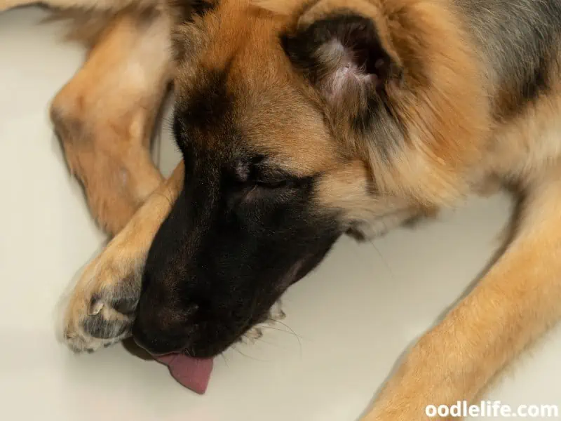 German Shepherd licks the floor