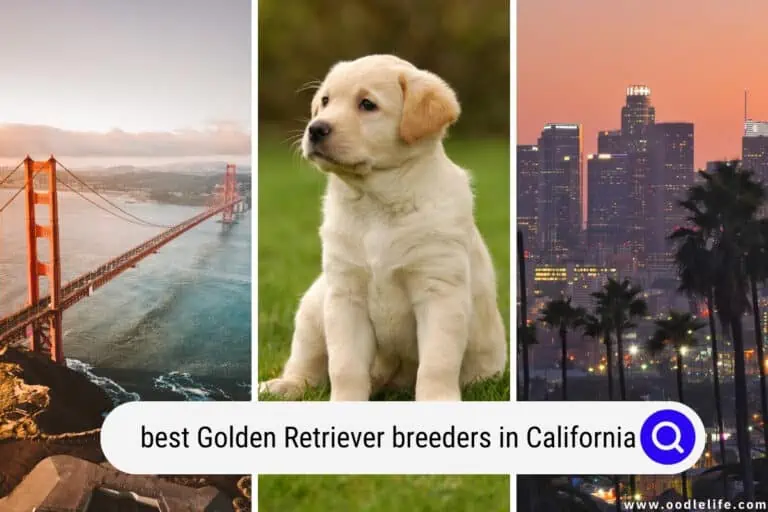 7 Best Golden Retriever Breeders In California (2023 Update)
