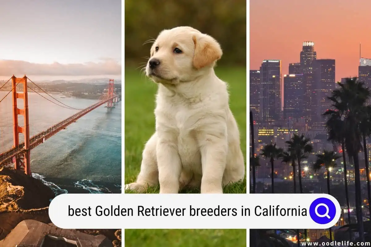 Golden Retriever breeders in California