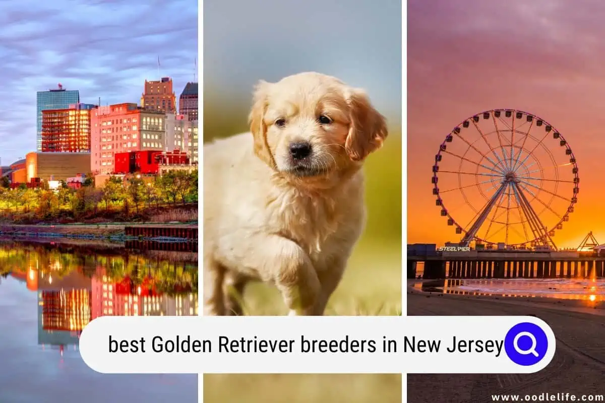 Golden Retriever breeders in New Jersey