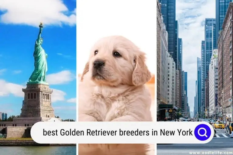 14 Best Golden Retriever Breeders In New York (2025 Update)