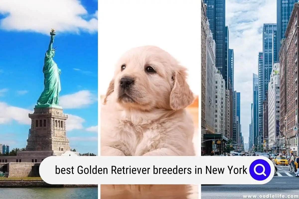 Golden Retriever breeders in New York