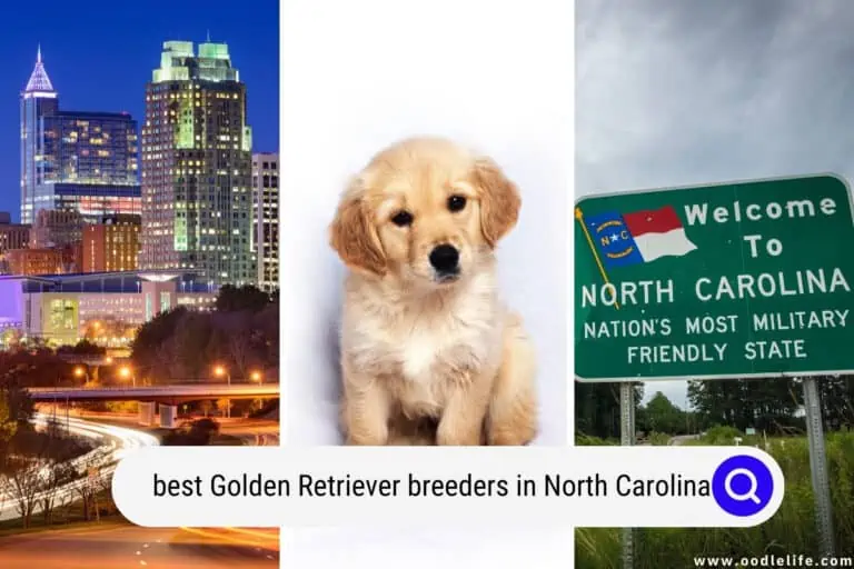The 5 Best Golden Retriever Breeders In North Carolina (2023)