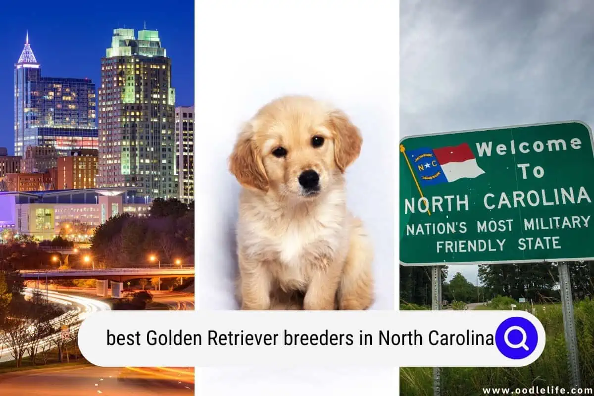 Golden Retriever Breeders In North Carolina