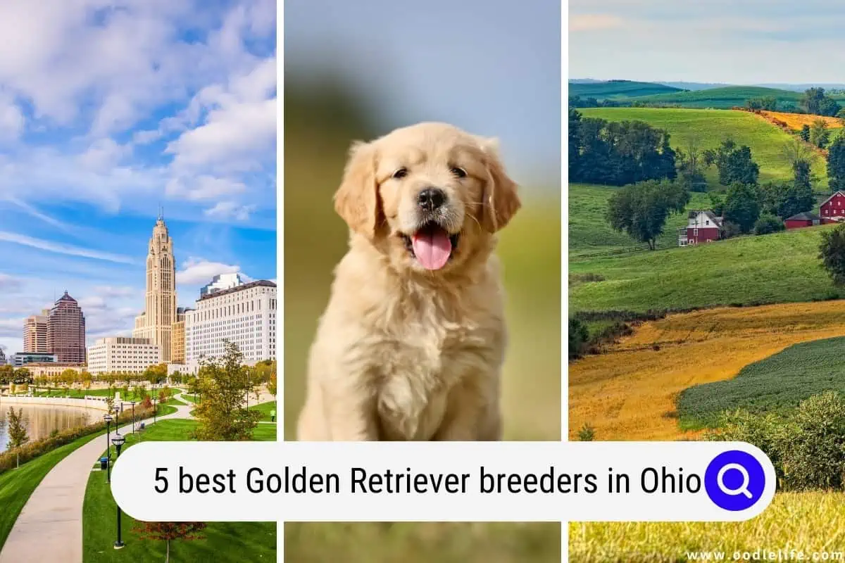 Golden Retriever breeders in Ohio