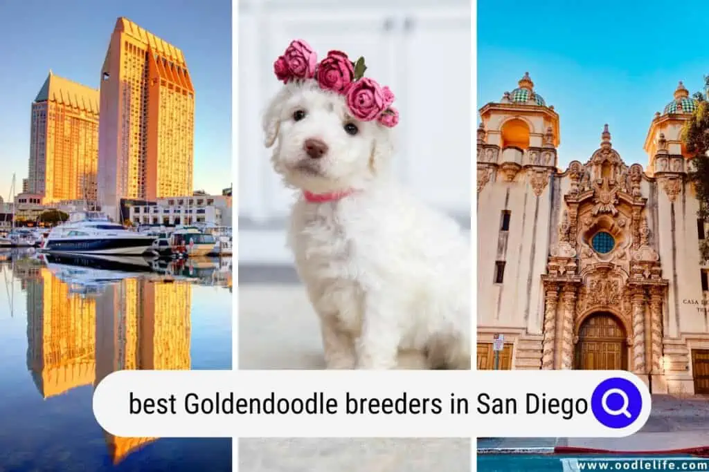 Goldendoodle breeders in San Diego