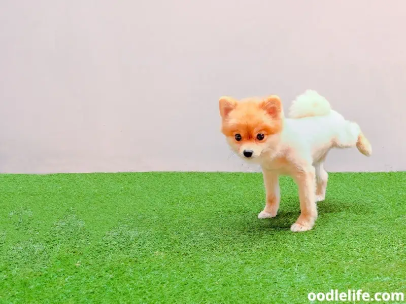 groomed Pomeranian dog pees