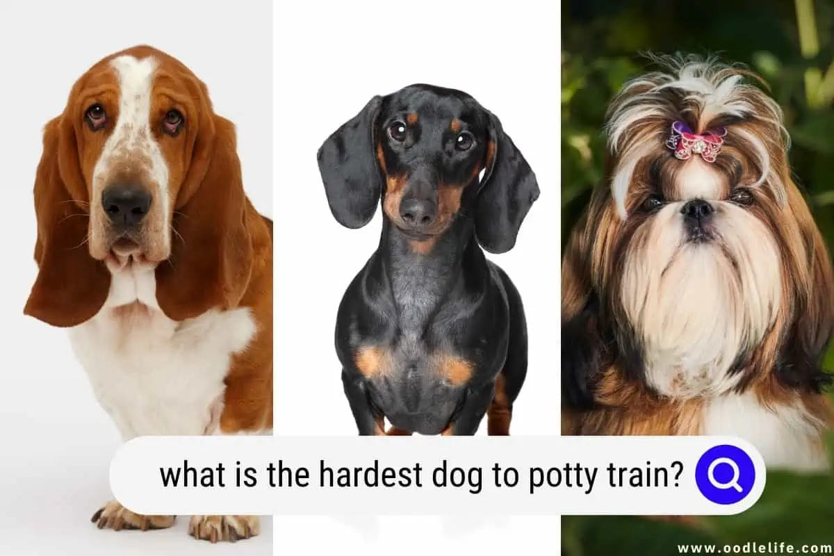 hardest dog to potty train