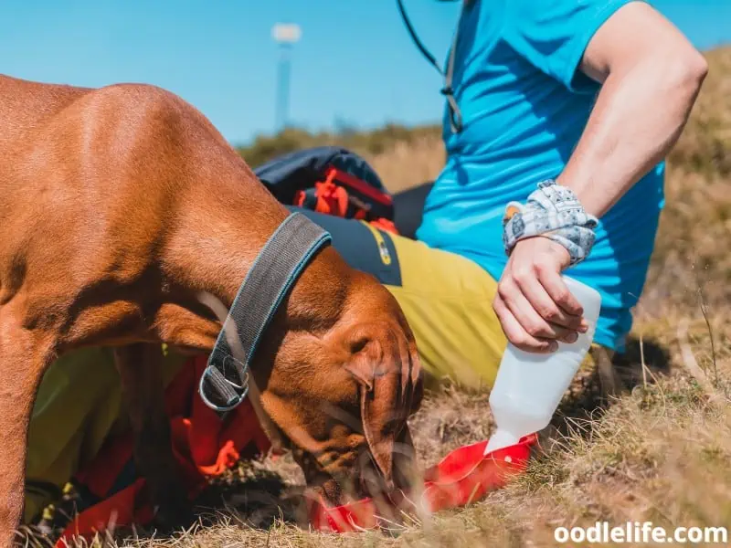 hiking dog drinks water