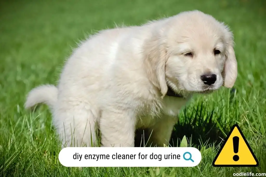 DIY homemade enzyme cleaner for dog urine