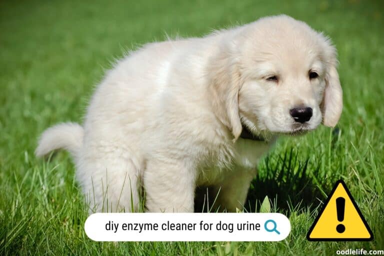 Homemade Enzyme Cleaner for Dog Urine: Effective DIY Solution for Pet Stains